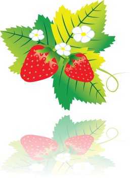 Beyaz üzerine yabani çilek 