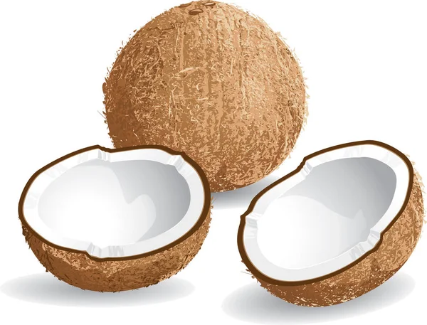 Realistisk Helhet Och Hälften Kokosnötter — Stock vektor
