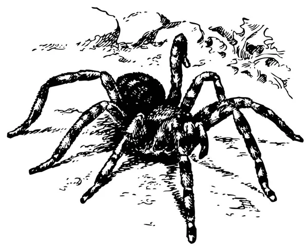 Hämähäkki Valkoisella Pohjalla — vektorikuva