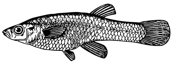 黒と白の魚のスケッチ — ストックベクタ