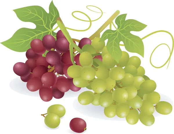 Vectorillustratie Van Druiven — Stockvector