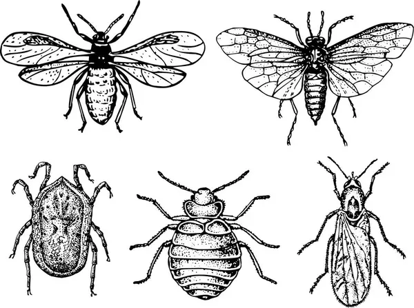 白色背景的一组昆虫 矢量图形