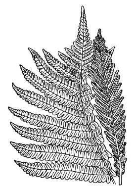 eğreltiotu yaprağının siyah beyaz çizimi