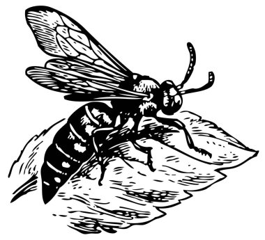 Arının ahşap çizimi