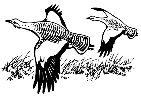 Ilustrace Ptáků Letících Nad Trávou — Stockový vektor
