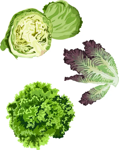 set of fresh vegetables. illustration