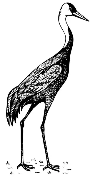 Black White Illustration Adult Heron — Stock Vector