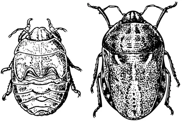 Ensemble Insectes Coléoptères — Image vectorielle