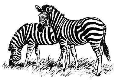 Zebra vektör çizimi. vahşi zebra.
