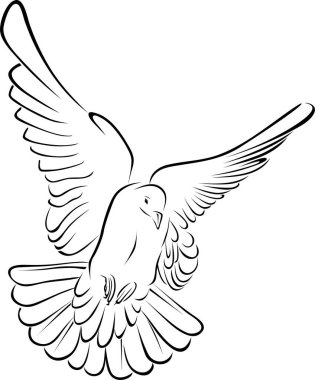 güvercin siyah ve beyaz renklerde