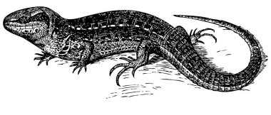 Beyaz arkaplanda kertenkele çizimi