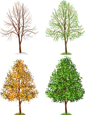 dört ağaç kümesi