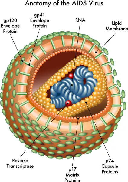 Anatomy Aids Virus Cell — Stock Vector