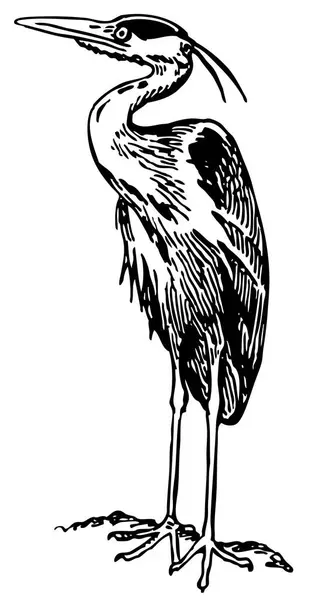 鸟的黑白图解 — 图库矢量图片