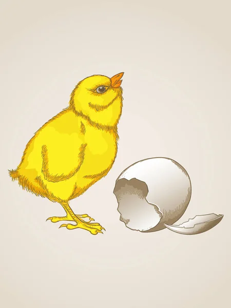 Κοτόπουλο Διάνυσμα Αυγό — Διανυσματικό Αρχείο