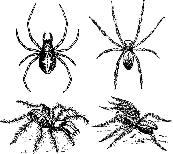 Set Spiders Vector Illustration — Stock Vector