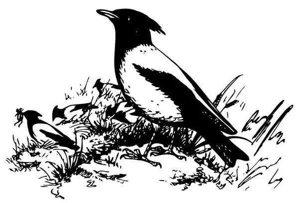 Woodcut Illustration Bird Sitting Grass Pine Tree — Stock Vector