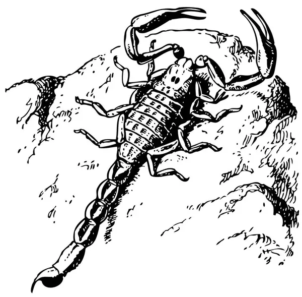 Векторный Рисунок Наброска Скорпиона — стоковый вектор