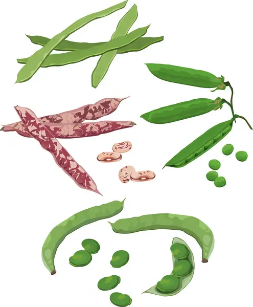 Fresh Green Beans Pods — Stock Vector