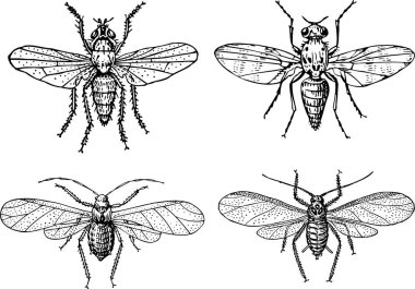Beyaz arkaplanda yusufçuk vektör kümesi
