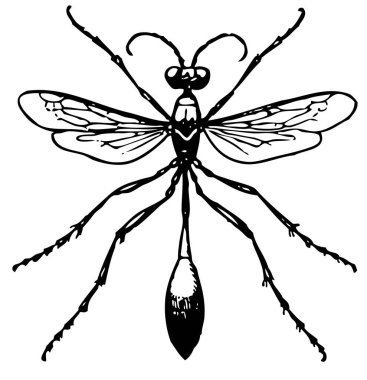  Beyaz arka planda yusufçuk, veteriner 