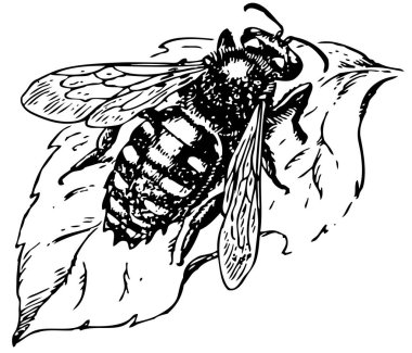 Bir arı vektör çizimi