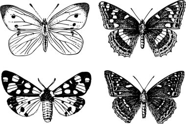 Kelebek seti, çizim çizimi