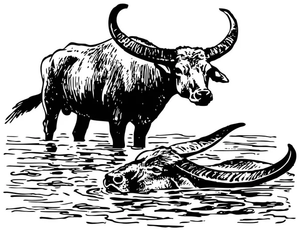 Vector Illustration Bull — Stock Vector