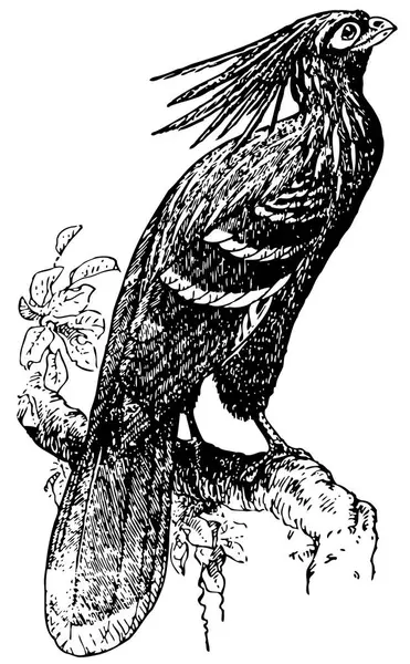 Ein Vogel Auf Dem Ast Des Baumes — Stockvektor