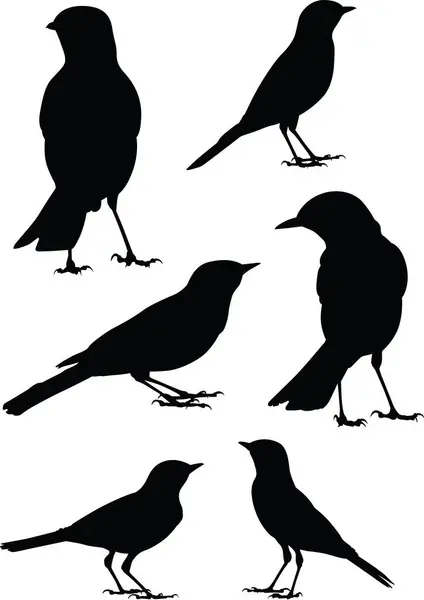 Schwarze Silhouetten Von Vögeln Auf Weißem Hintergrund — Stockvektor