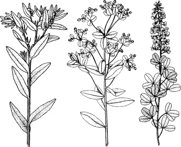 Set Botanical Flowers Hand Drawn Ink Black Ink Illustration — Stock Vector