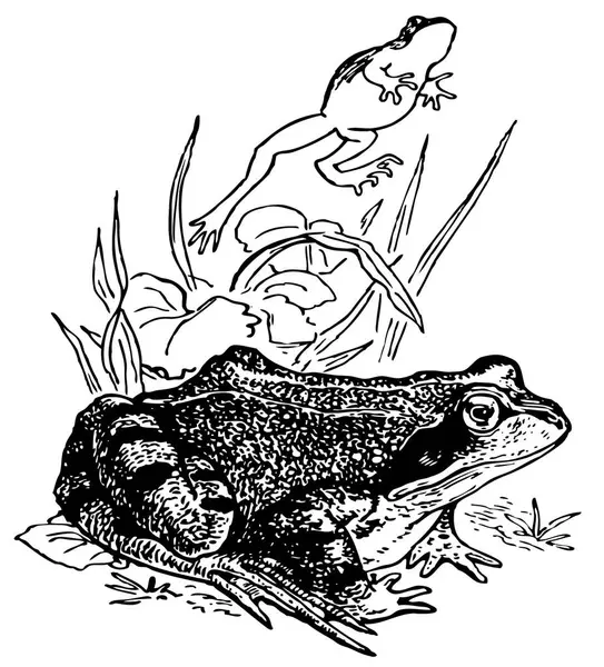 Frogs Grass Black White Illustration — Stock Vector