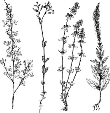 El çizimi bitkiler çizimi