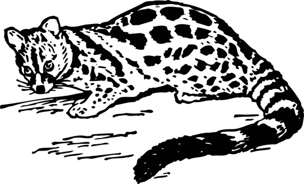 Illustration Cat Wild — Stock Vector