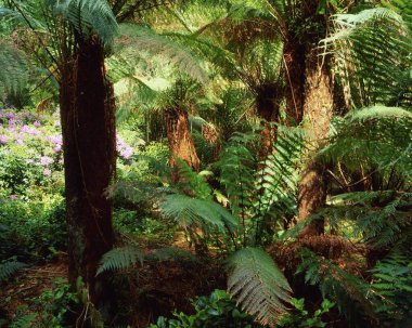 Derreen Bahçeleri, Co Kerry, İrlanda; Tree Fern (Dicksonia Antarktika)