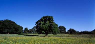 Tarlada büyüyen ağaç, İrlanda