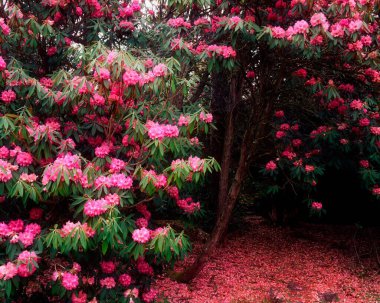 Rhododendron, Ard Na Mona Garden, Co Donegal, İrlanda