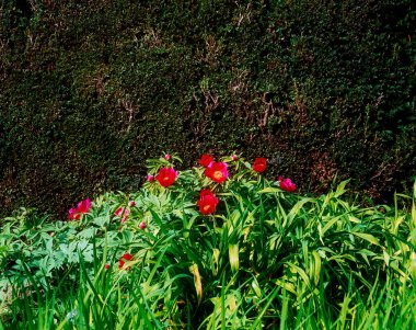 Peony Garden ve Hedge, Birr Castle, Co Offaly, İrlanda