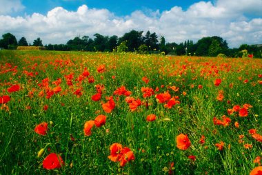 Red Wild Poppies; Booterstown County Dublin İrlanda