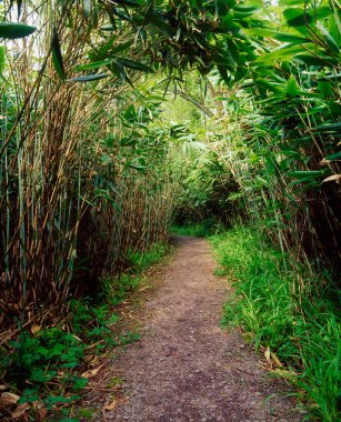 Glanleam, Co Kerry, Ireland; Bamboo Garden During Summer clipart