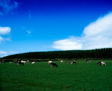 Near Carrick On Suir, Co Waterford, Friesian Cattle clipart