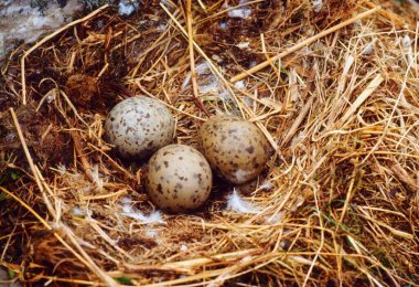 Eggs Of A Herring Gull In A Nest clipart
