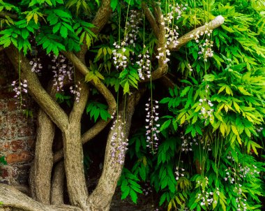 Mount Congreve, Co Waterford, İrlanda, Wisteria On A Walled Garden