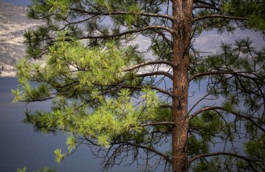 Ön planda Okanagan Gölü ve arka planında Okanagan Vadisi; Peachland, British Columbia, Kanada