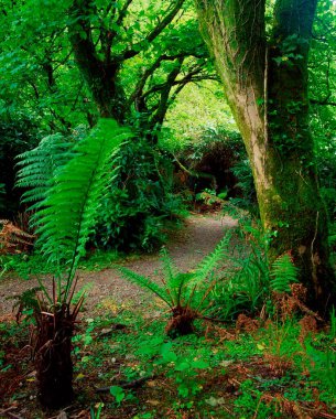 Tree Ferns, Glanleam House, Co Kerry, Ireland clipart
