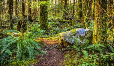 İzleri, eğreltiotları ve yosunları olan Yeşil Timberlar Ormanı; Surrey, British Columbia, Kanada