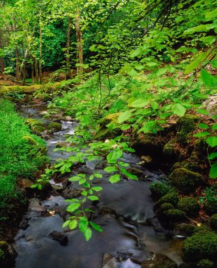 ormanda güzel akışı