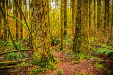 Yeşil Timber Ormanı patikalı, yeşil eğreltiotu ve yosunlu; Surrey, British Columbia, Kanada
