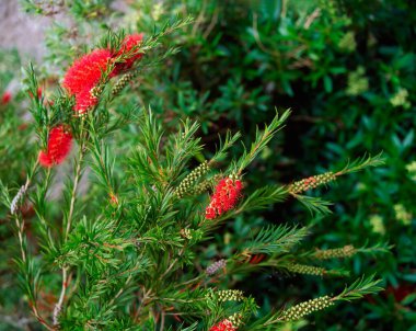Şişe Fırçası, Ardsallagh Bahçeleri, Ortak Tipperary, İrlanda