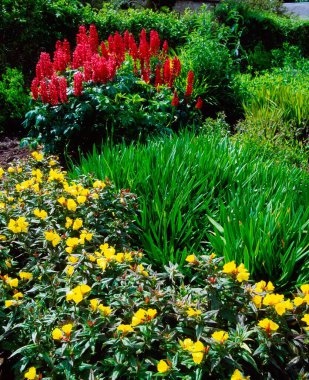 Oenothera ve Lupins bahçede
